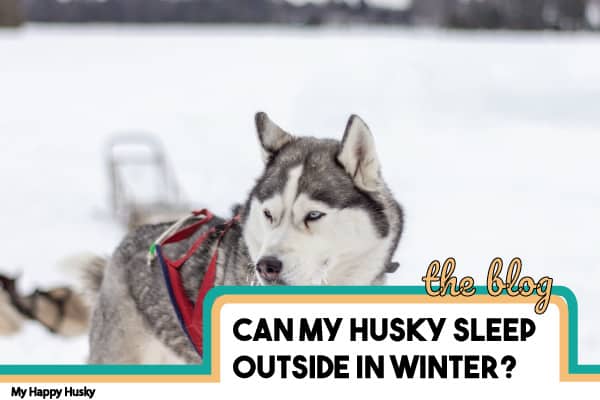 Can Huskies Sleep Outside in Winter? Fully Explained