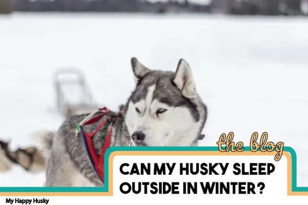 can my husky sleep outside in winter