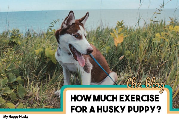 how much exercise does a husky puppy need