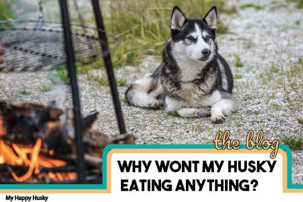 husky not eating and lethargic