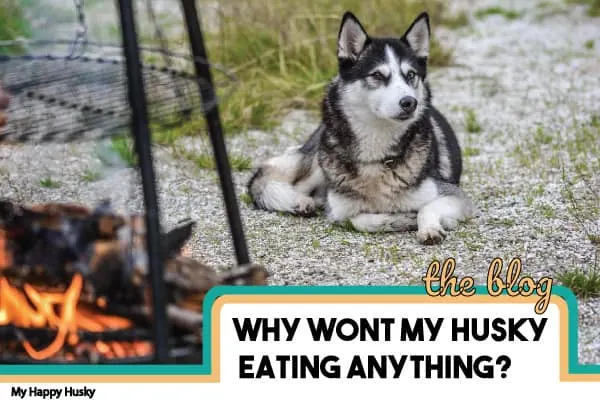 my husky won't eat