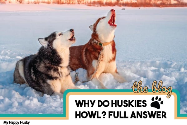 do siberian huskies bark a lot