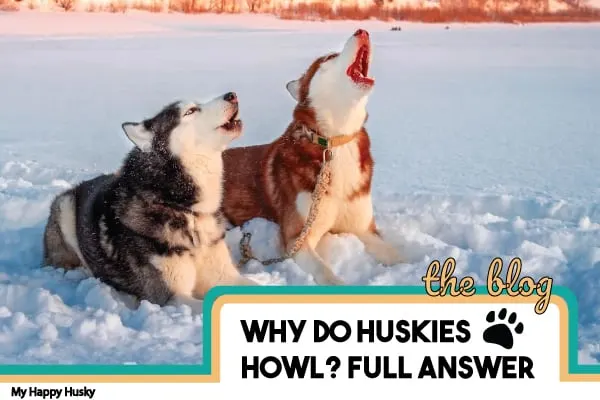 why-do-huskies-howl