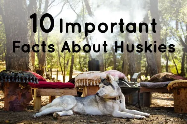 10 important facts about huskies