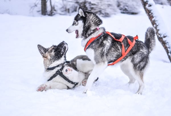 Huskies playing outside