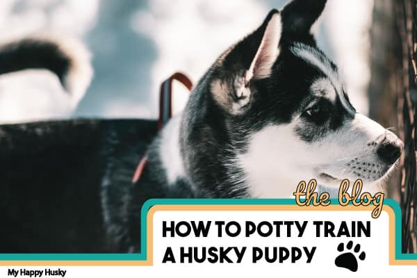how to potty train a husky puppy
