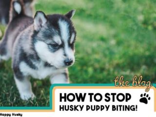 how to take care of a husky in texas