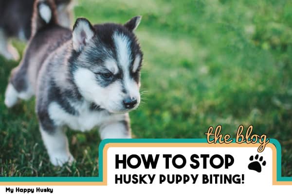 How to stop huskies from biting