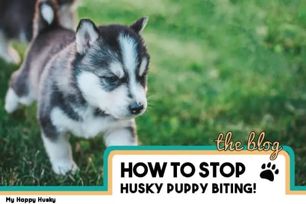 how to stop husky puppy biting