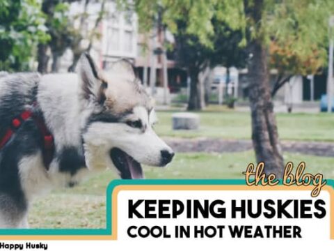 how to keep a husky cool in the heat