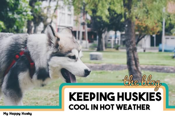 how to keep husky cool in hot weather