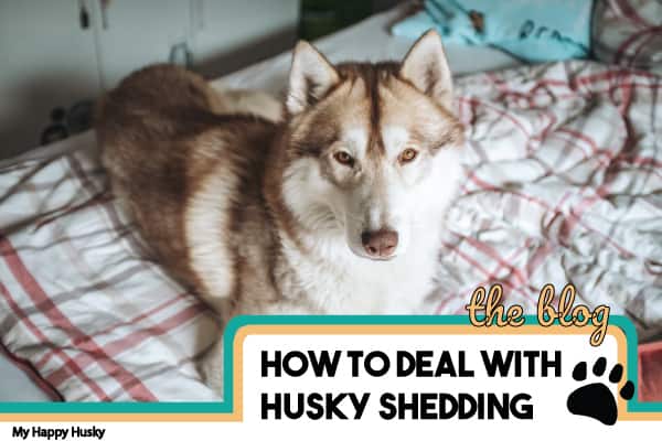 husky shedding