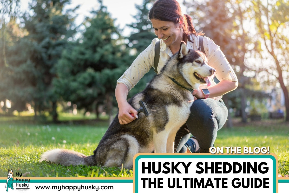 How to Reduce Husky Shedding: 7 Best Tips For Shedders – My Happy Husky How to Reduce Husky Shedding: 7 Best Tips For Shedders – My Happy Husky
