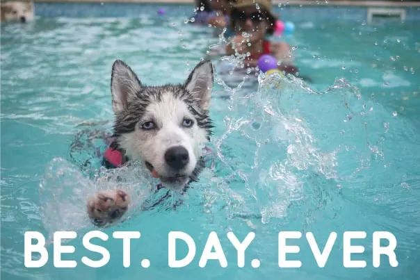 do huskies like swimming