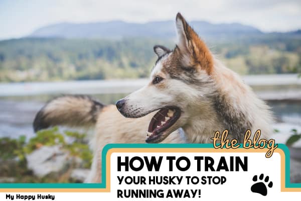train a husky not to run away