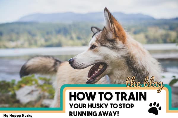 how to train a husky to stay in the yard