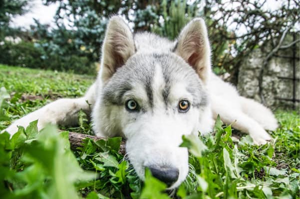 stubborn husky