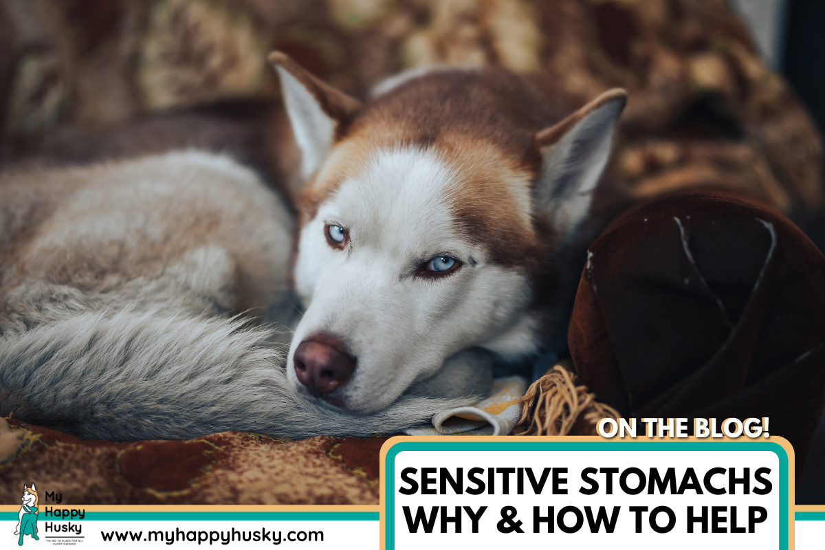 HUSKY-SENSITIVE-STOMACH