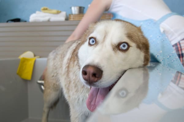 can you bathe a pregnant dog with flea shampoo