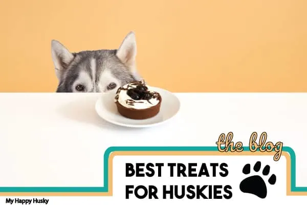 best-treats-for-huskies