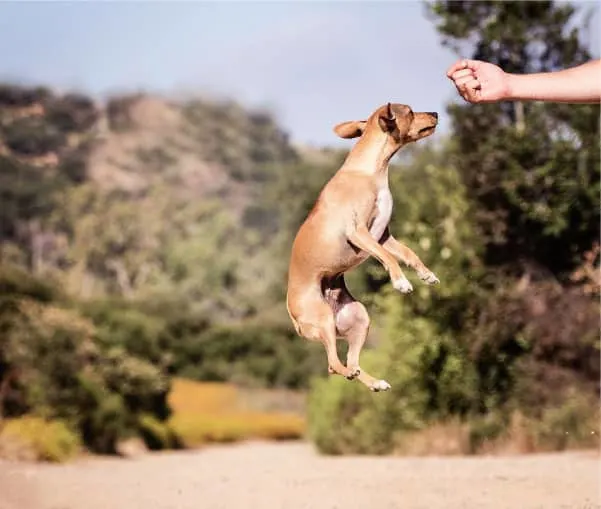 chicken dog treat