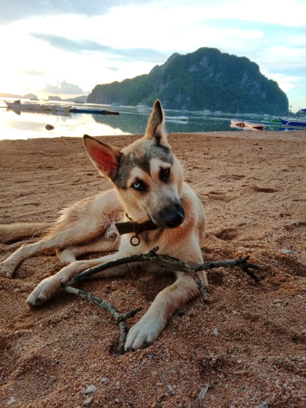 siberian husky advice and tips
