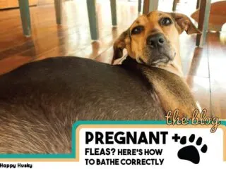 Flea shampoo for pregnant dogs clearance