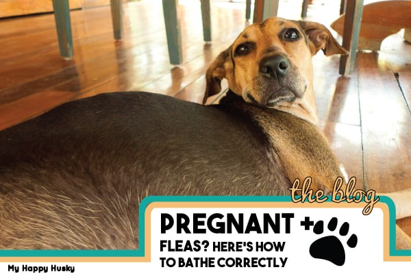 best flea treatment for pregnant dogs