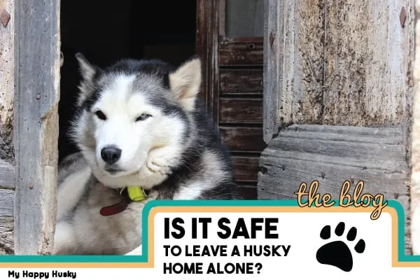 can you leave a husky home alone