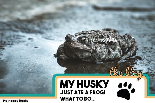 my husky ate a frog