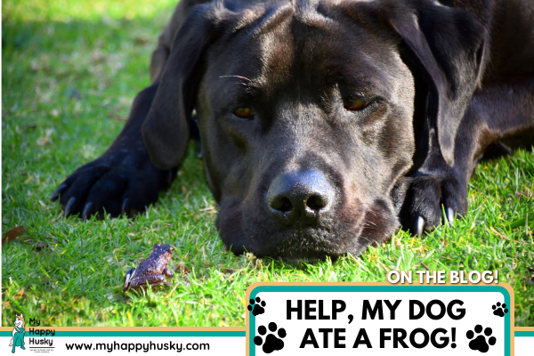 my-dog-ate-a-frog