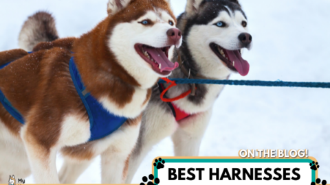 best harness for a husky