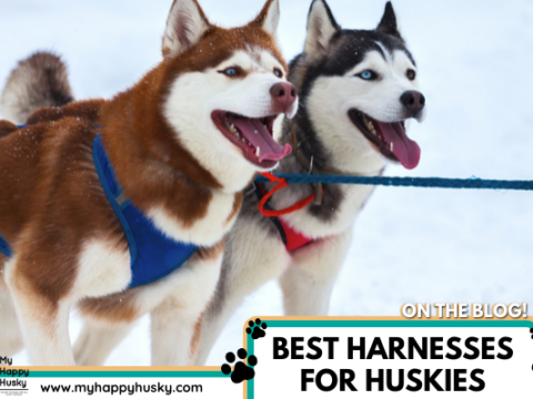 8 Best Harnesses For Huskies (Made For Strong Dogs)