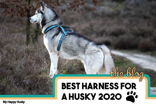 8 Best Harnesses For Huskies | Most 