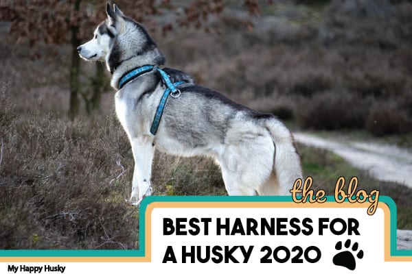 best collar for husky puppy