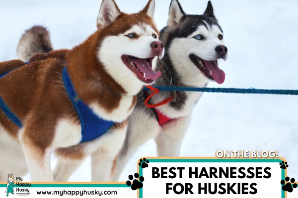 best harness for a husky