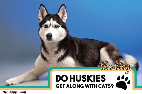 are siberian huskies good with cats