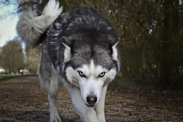 are siberian huskies good with cats