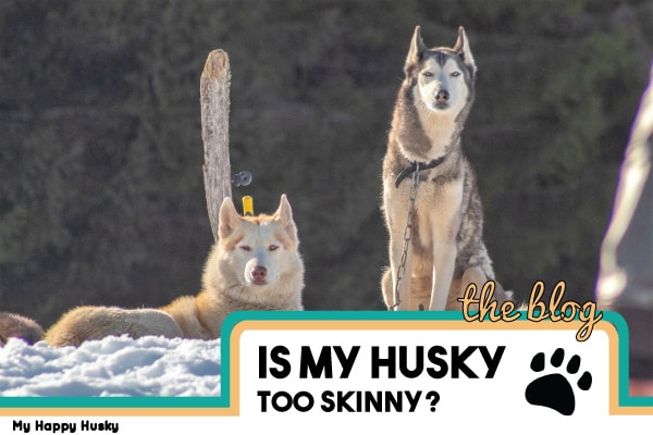 How To Help a Skinny Husky Gain Weight: 5 Top Tips