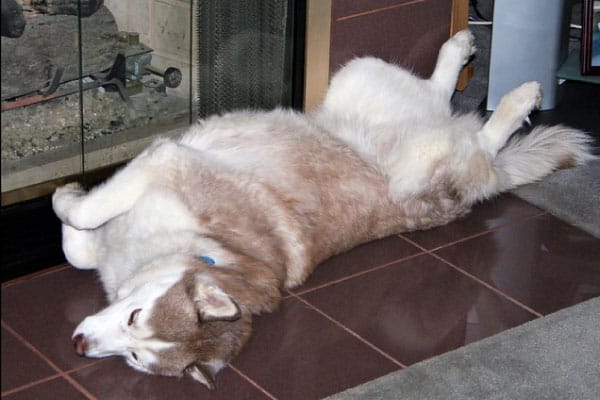 how much sleep a husky should get