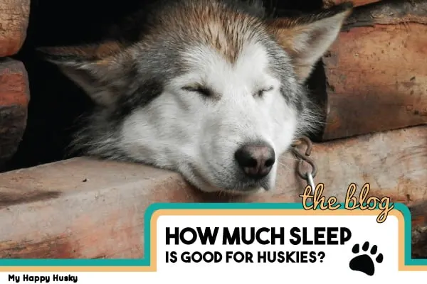how much sleep should a husky have