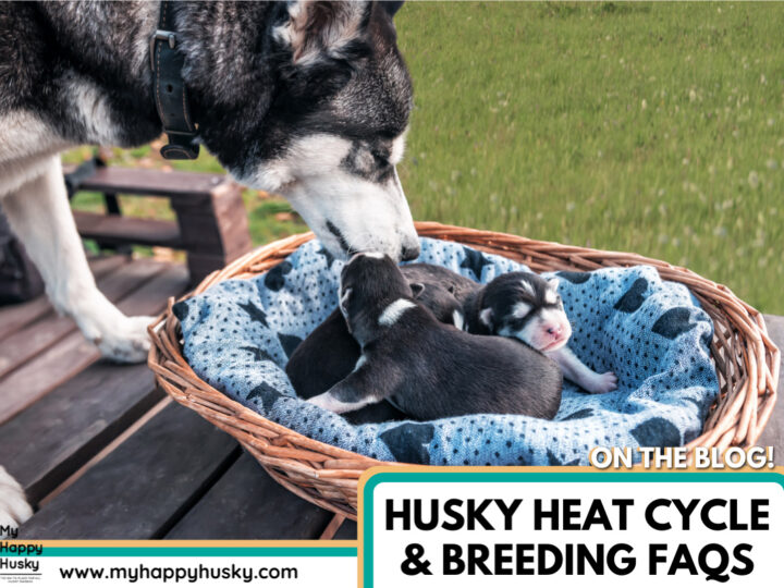 husky-heat-cycle-and-breeding