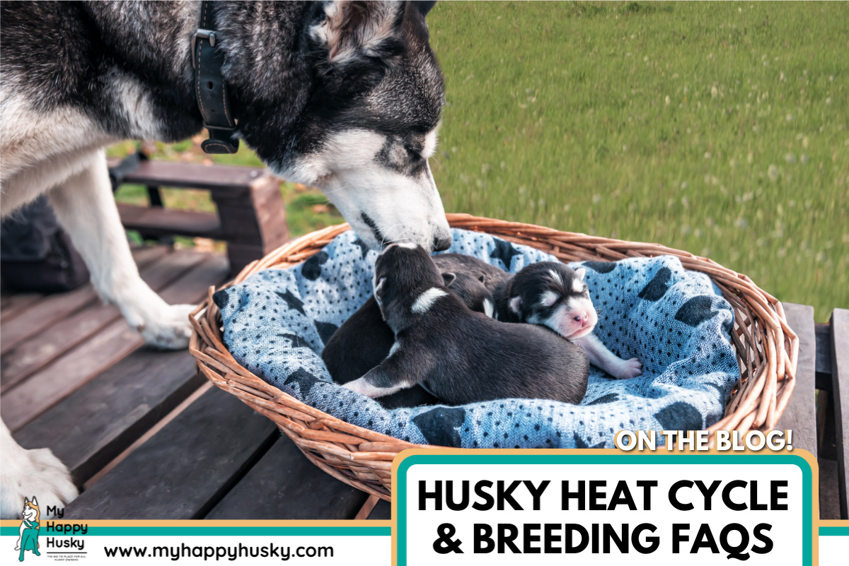 husky-heat-cycle-and-breeding