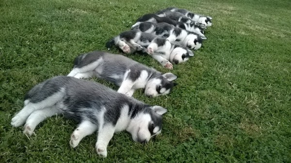 how many puppies can a husky have?