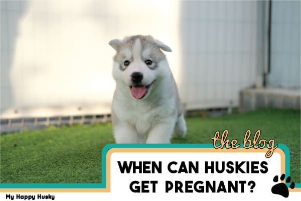 When Can a Husky Get Pregnant? Husky 