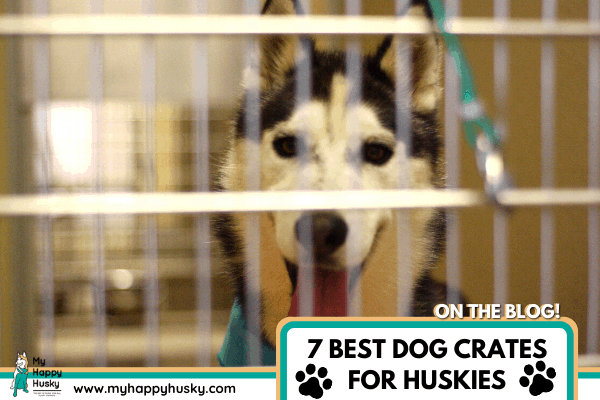 best dog crate for a husky