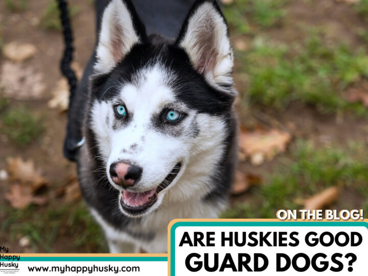 are-huskies-good-guard-dogs