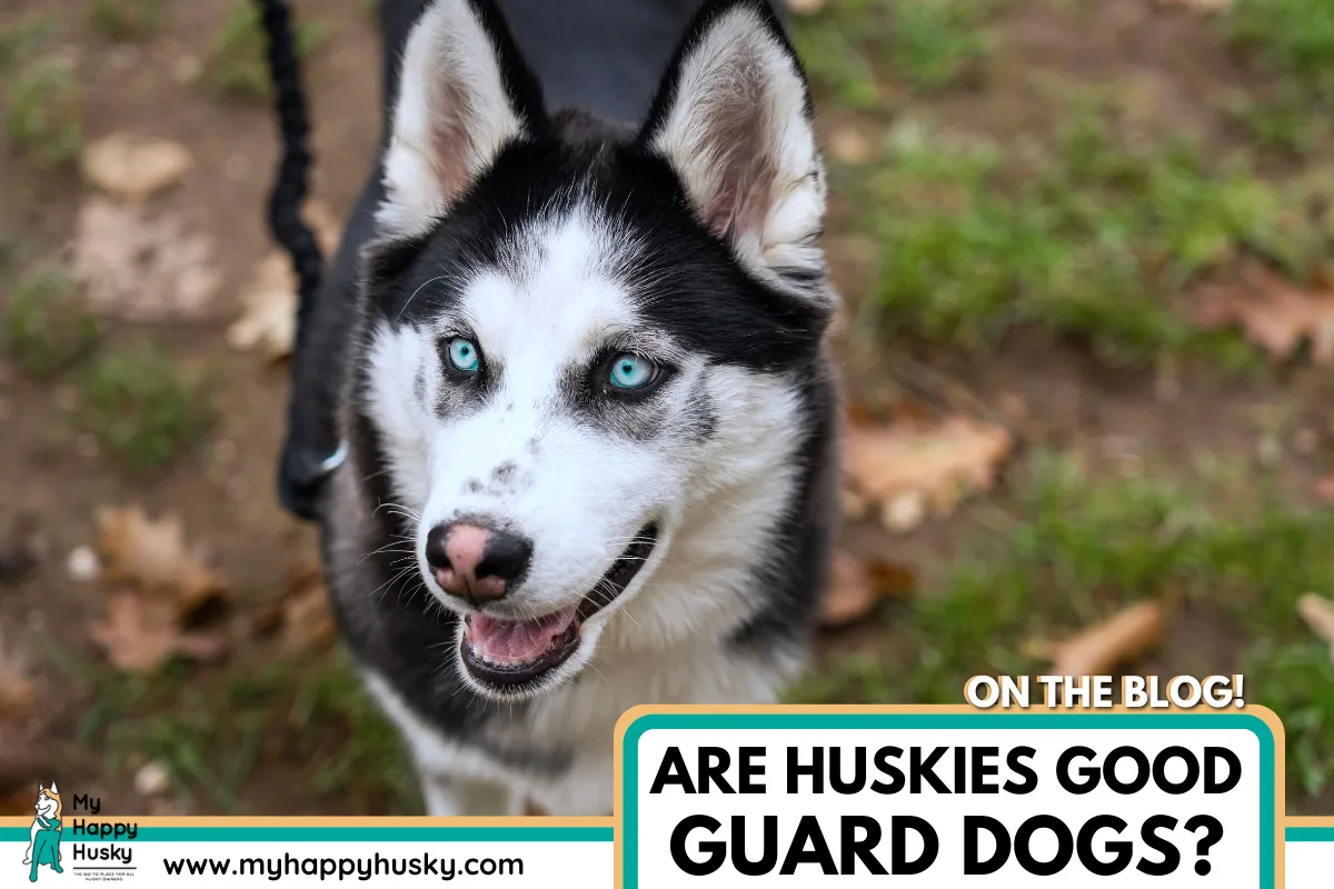 are-huskies-good-guard-dogs