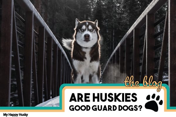 Are Huskies Good Guard Dogs? 4 Reasons Why They Aren’t
