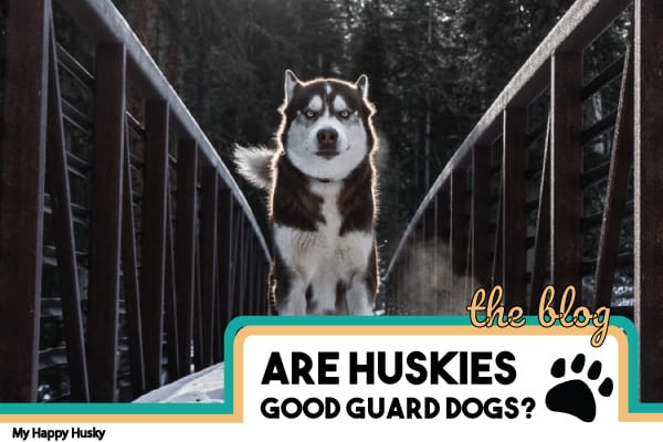 Are Huskies Good Guard Dogs? See What 